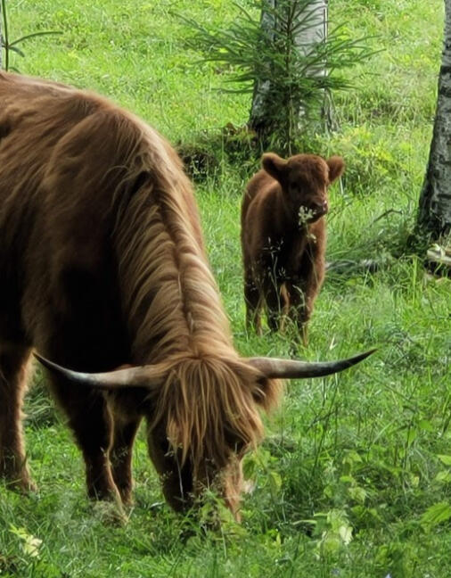 Highland Cattle